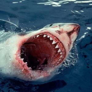 Meet your Posher, Charles